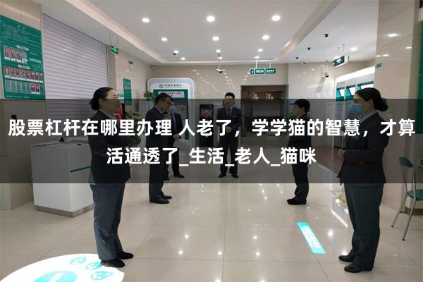 股票杠杆在哪里办理 人老了，学学猫的智慧，才算活通透了_生活_老人_猫咪