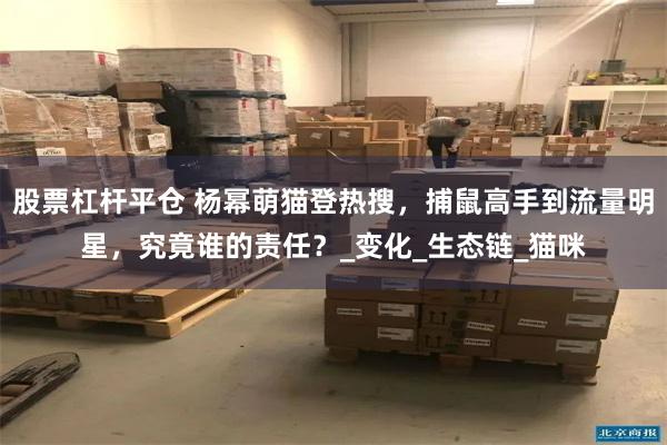 股票杠杆平仓 杨幂萌猫登热搜，捕鼠高手到流量明星，究竟谁的责任？_变化_生态链_猫咪