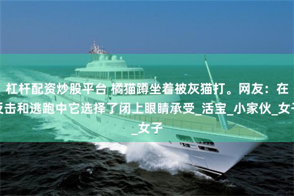 杠杆配资炒股平台 橘猫蹲坐着被灰猫打。网友：在反击和逃跑中它选择了闭上眼睛承受_活宝_小家伙_女子