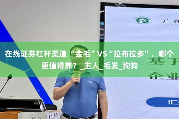 在线证劵杠杆渠道 “金毛”VS“拉布拉多”，哪个更值得养？_主人_毛发_狗狗